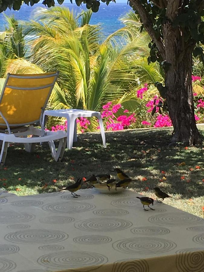 Villa Guadeloupe Saint François Accès Mer Piscine IGUANA BAY - Villa Zagadi Esterno foto
